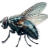 Mouche