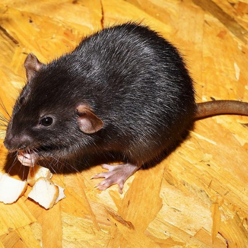 rat noir