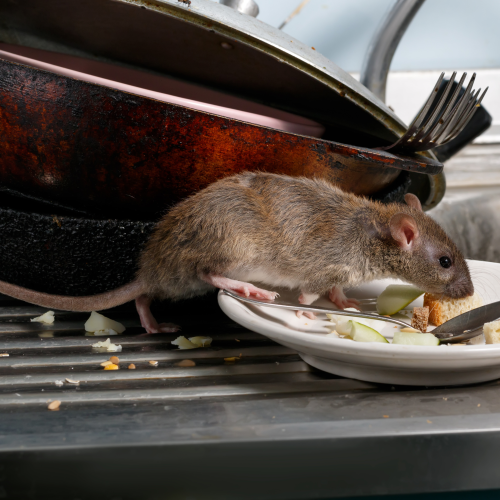 rats egouts