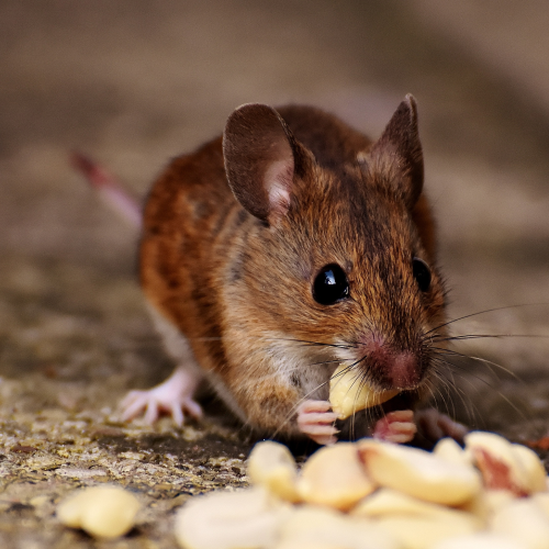 souris